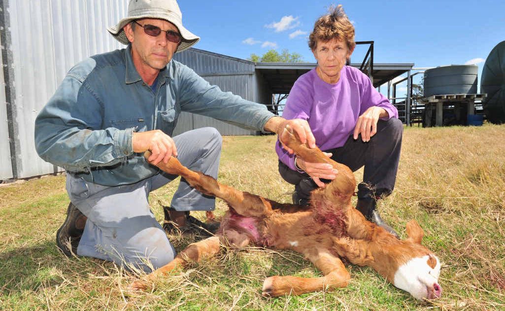 Peter and Kaylene Hale with the calf that died after being mauled by wild dogs on their property west of Maryborough. Peter and Kaylene Hale with the calf that died after being mauled by wild dogs on their property west of Maryborough.
